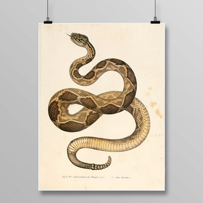 Rattlesnake Poster | Snakes Jewelry & Fashion
