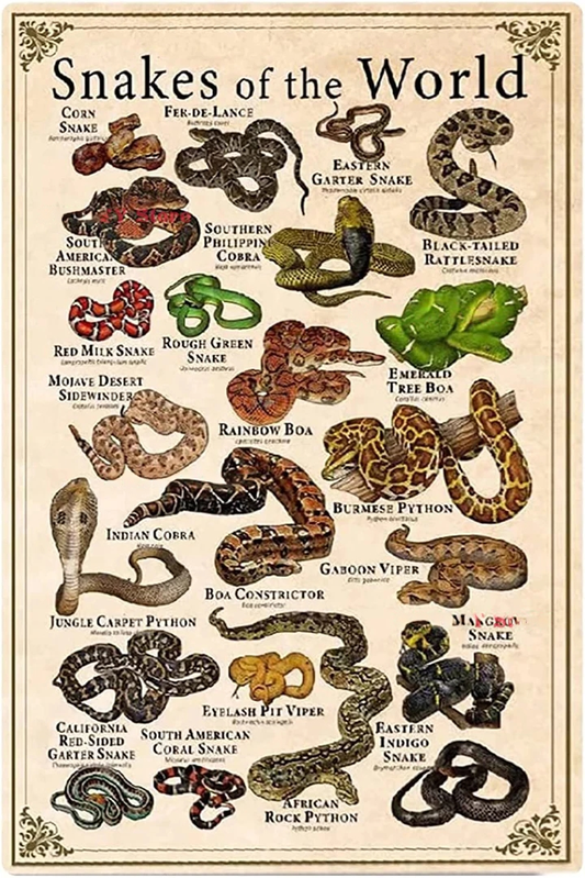 Snake Awareness Poster | Snakes Jewelry & Fashion