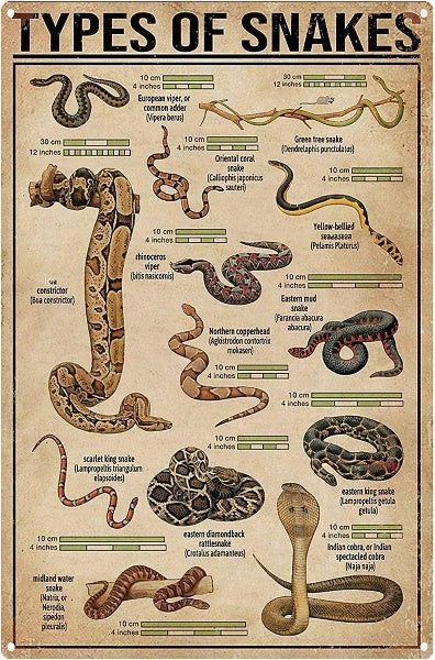 Snake Identification Poster | Snakes Jewelry & Fashion